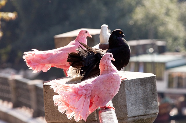 泰山队以高 泰山队以高